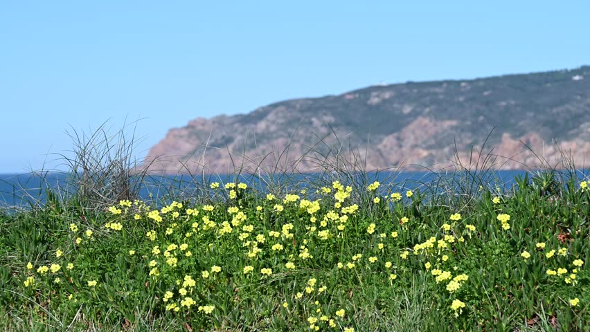 Yellow wildflowers growing on coastal vegetation overlooking Atlantic Ocean shoreline during clear daylight.