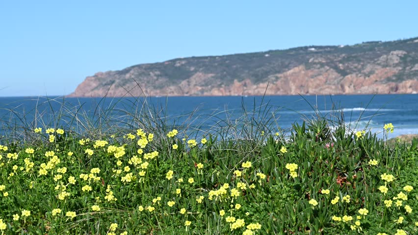 Yellow coastal flowers and grasses growing near ocean shoreline with distant rocky coastline visible in daylight.