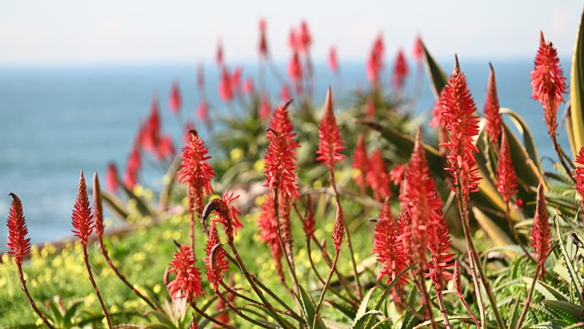 Cluster of red aloe flowers growing in coastal vegetation with Atlantic Ocean background during clear daylight.