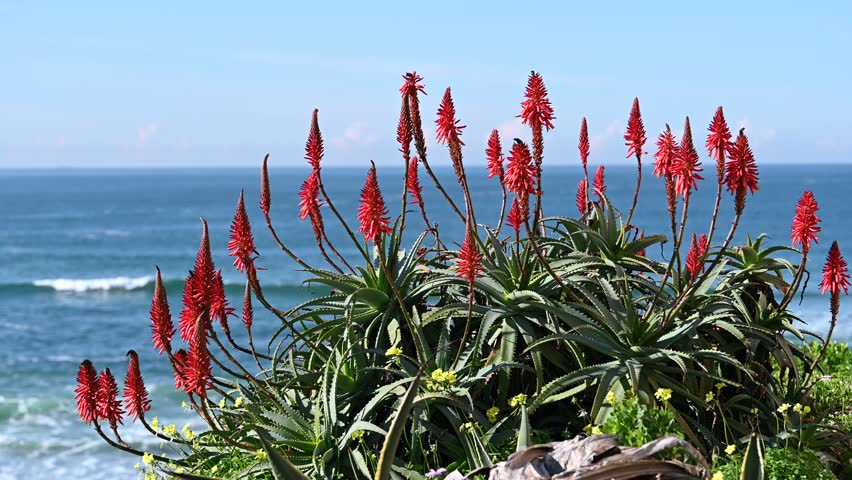 Red aloe flower stalks grow on coastal vegetation above Atlantic Ocean waves at Guincho beach Cascais Portugal during clear daylight.