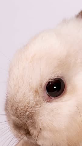 Extreme close up of a cream dwarf rabbit eating pellets against a white background