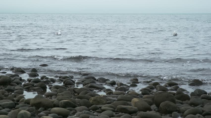 Two seagulls floating on choppy water with fly away