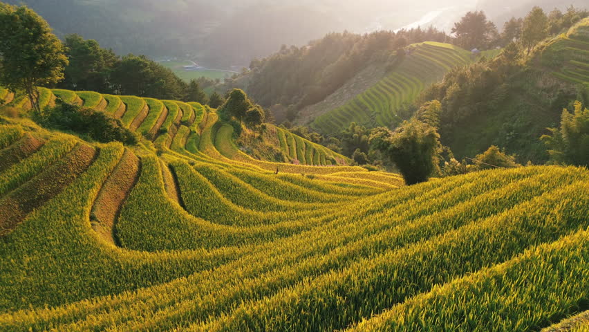 Drone aerial footage of lush green rice terraces in Mu Cang Chai, North Vietnam. Mountain landscape showcasing traditional agriculture, rural Asia, and scenic natural patterns