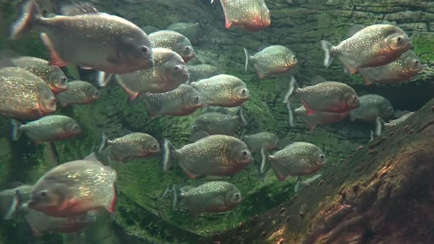 A group of piranhas swimming in a freshwater lake