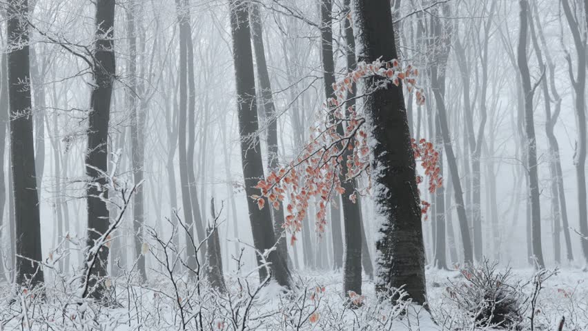 Tree with red leaves during winter inside foggy forest