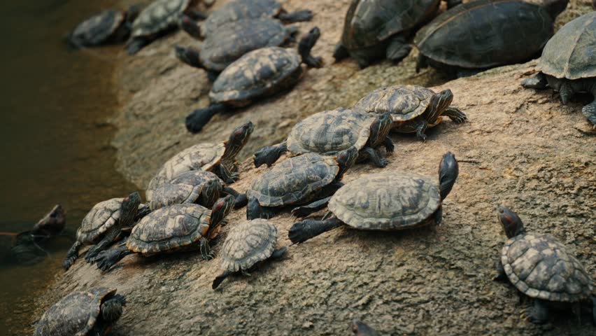 A large group of red-eared slider turtles huddle together while sunbathing on a large rock.