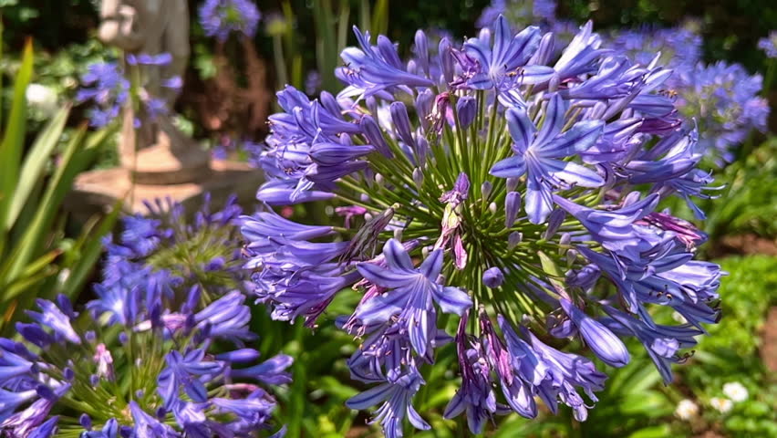Detailed close-up of purple agapanthus flower cluster blooming under bright sunlight