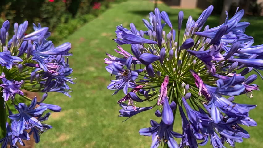 Close-up of purple agapanthus flowers in a sunny garden while a bee collects nectar