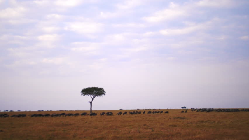 A static, wide- angle shot of Wildebeest stampeding across the Tanzanian plains during the Great Migration, merging into a vast herd beneath a lone African tree under the open savanna sky.
