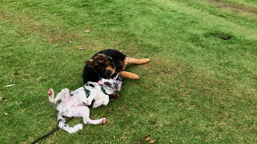 Slow-motion video of a German Shepherd puppy and a Border Collie puppy playfully interacting on green grass. Outdoor scene showing young animals enjoying playtime, movement and companionship in a natu