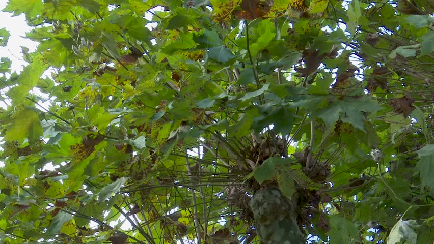 A serene autumn landscape featuring trees covered in vibrant seasonal leaves. Shades of gold, orange and brown blend together as the foliage begins to change, creating a warm and atmospheric scene. The natural textures and colors of fall highlight the quiet transition of the season, offering a peaceful view of nature’s cycle. This moment captures the beauty and calmness of autumn as the trees display their full range of colors.