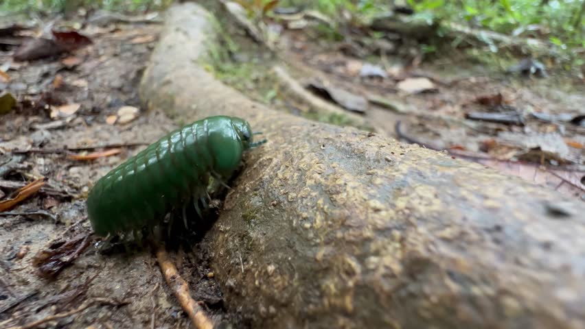 Madagascar Green-Emerald Giant Pill-Millipede (Zoosphaerium neptunus) climbing over a tree root in Mantadia National Park.