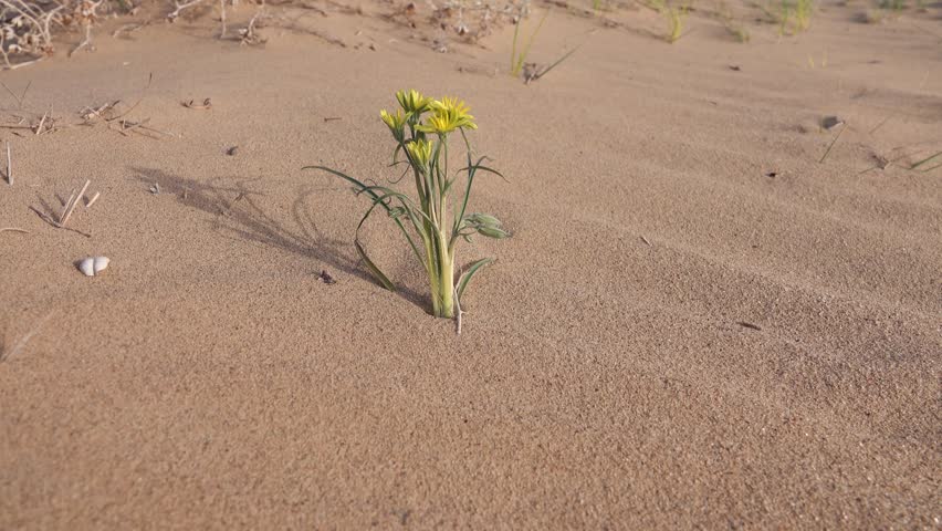 Serpent root Scorzonera tuberosa sandy slopes as part of desert-steppe communities. Areg. Spring in the White Desert (Akkum), where the Aral Sea once stood. Carex arenaria around