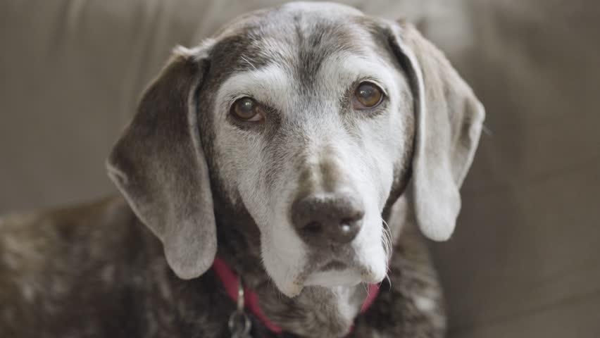A senior dog yawns to camera in slow motion.