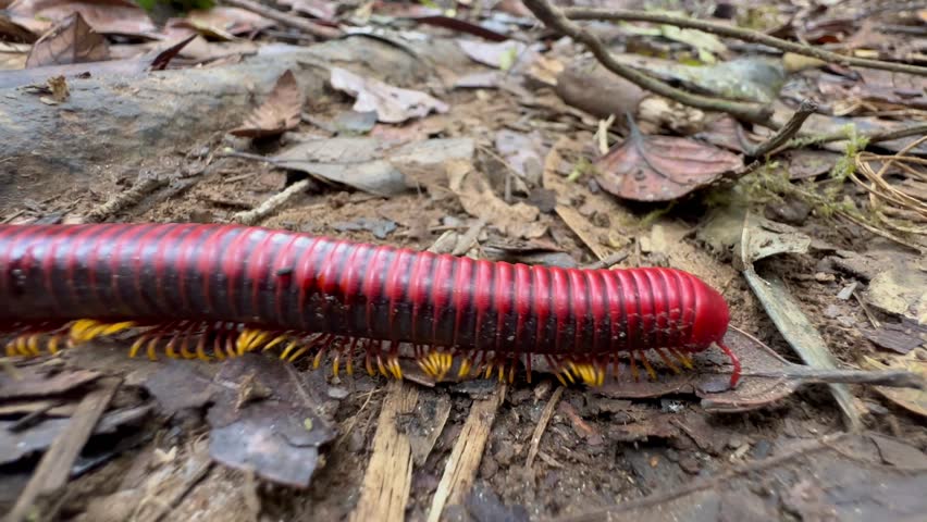 Close up of Madagascar Fire Millipede moving on the ground. Andasibe-Mantadia National Park, Madagascar.