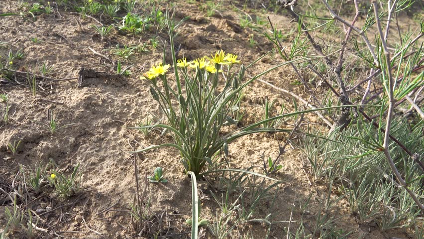 Serpent root Scorzonera tuberosa sandy slopes as part of desert-steppe communities. Areg. Spring in the White Desert (Akkum), where the Aral Sea once stood. Carex arenaria around
