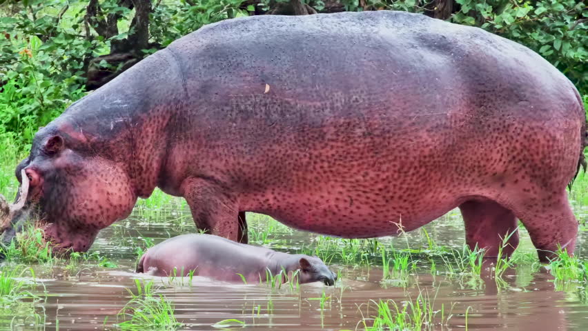 A large hippopotamus stands beside her small baby resting in the shallow water.