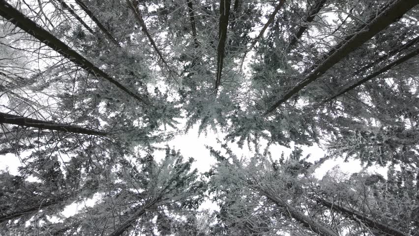 A rotating view looking up into the treetops in the forest. Snow-covered conifers covered in frost, sleeping in winter.