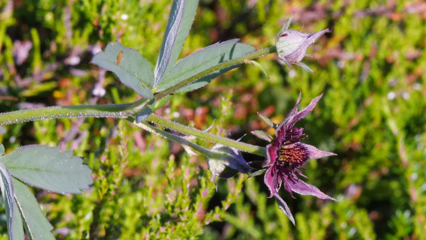 The purple flower of the medicinal plant known as marsh cinquefoil trembles in the wind in a sunny meadow on an autumn evening.