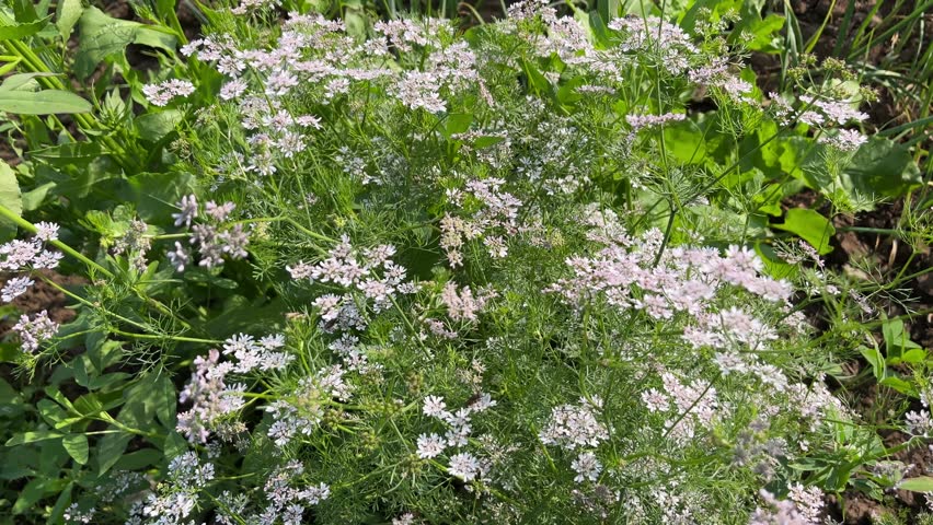 Beautiful white coriander flowers blooming in an organic farm field
