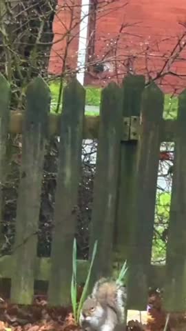 Squirrel standing on the ground near plants in a natural outdoor environment.