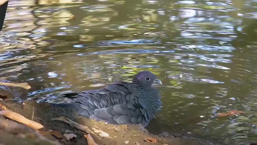 Pigeon bathing in water, capturing a peaceful urban wildlife moment.