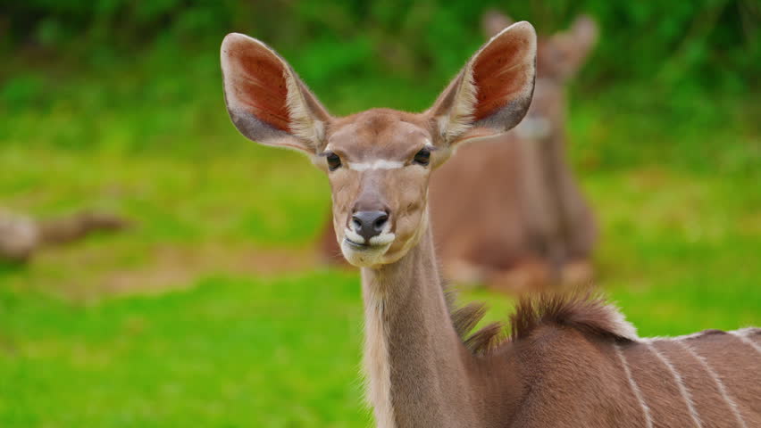 A close-up of a species of antelope chewing