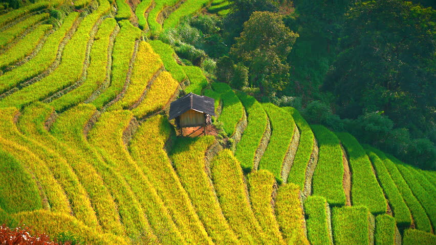 Aerial drone footage of expansive terraced rice fields in Mu Cang Chai, northern Vietnam. Mountain agriculture landscape highlighting rural life and traditional farming in Asia.