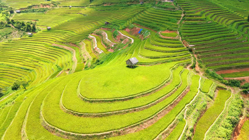 Circular golden rice terraces of Mam Xoi Hill captured from above. Features a traditional wooden hut amidst vibrant agricultural patterns in the Mu Cang Chai highlands