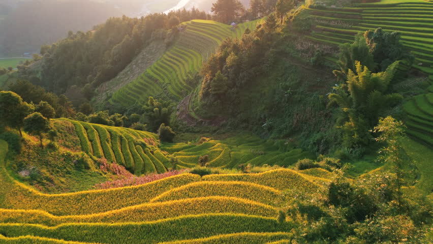 Breath-taking drone shot of golden terraced rice fields in Mu Cang Chai, Vietnam, during the golden hour, showcasing the intricate landscape and traditional farming