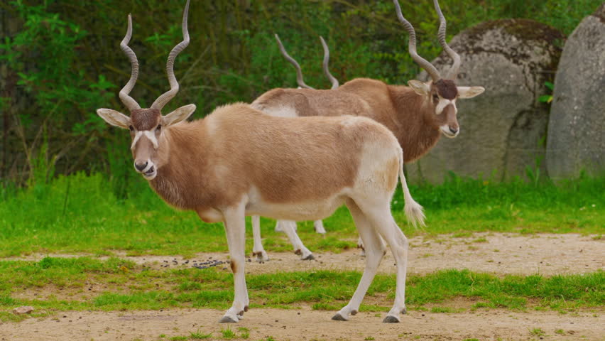 Close-up of Addax antelopes with their distinctive horns and coat patterns