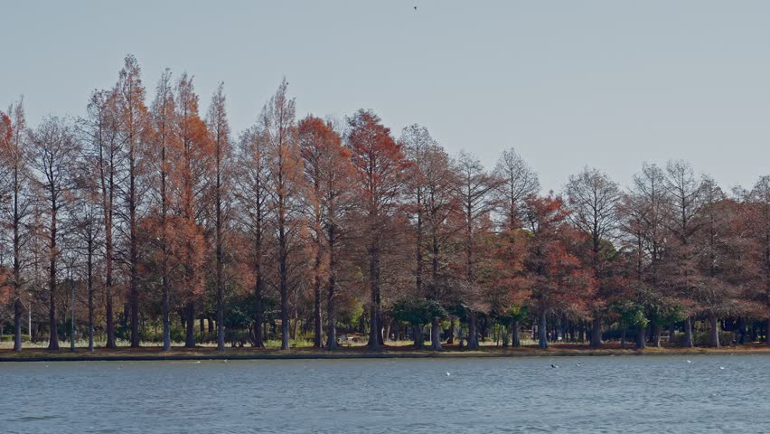 A group of ducks and cormorants floating on the expansive waters of Mizumoto Park