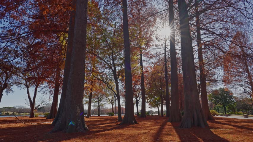 A magical view of sunbeams filtering through the tall canopy of a Metasequoia forest, lighting up the forest floor.
