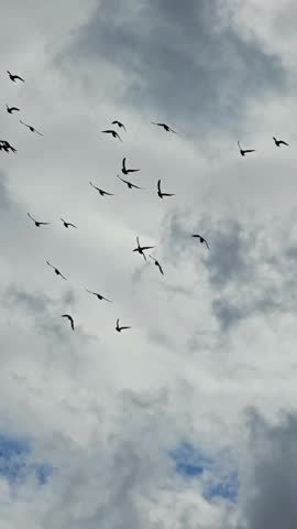4K Low Angle Shot of a Large Flock of Pigeons Flying Across a Cloudy Sky. Dramatic Cinematic Movement of Birds in the Air with Natural Gray Clouds Background.
