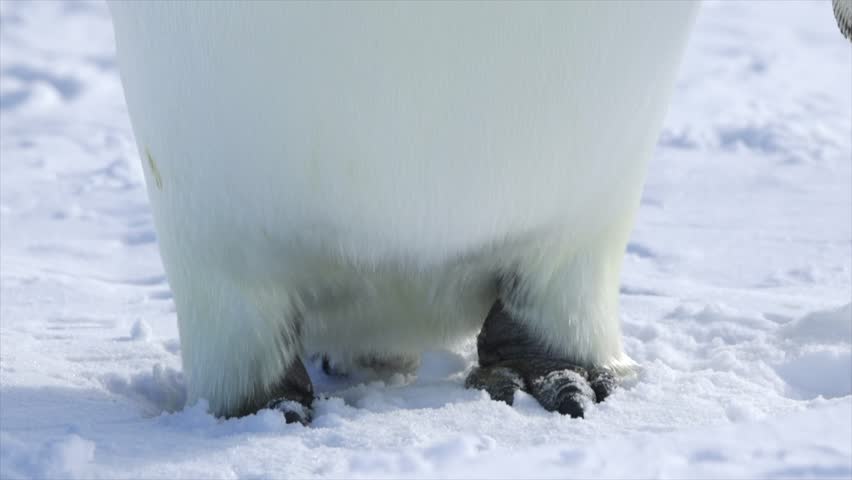 Emperor Penguin Scan Up Close from Feet to Head