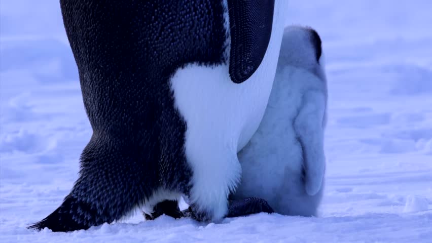 Emperor Penguin Chick Close up with Parent Puts Beak in the Air