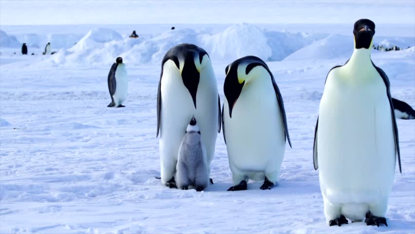 Emperor Penguin Chick with Two Parents Photo Bombed by other Penguin Sliding Past