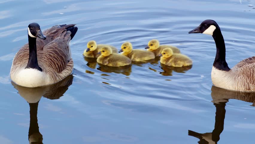 A pair of adult Canada geese swim protectively with five fluffy yellow goslings on calm blue water.