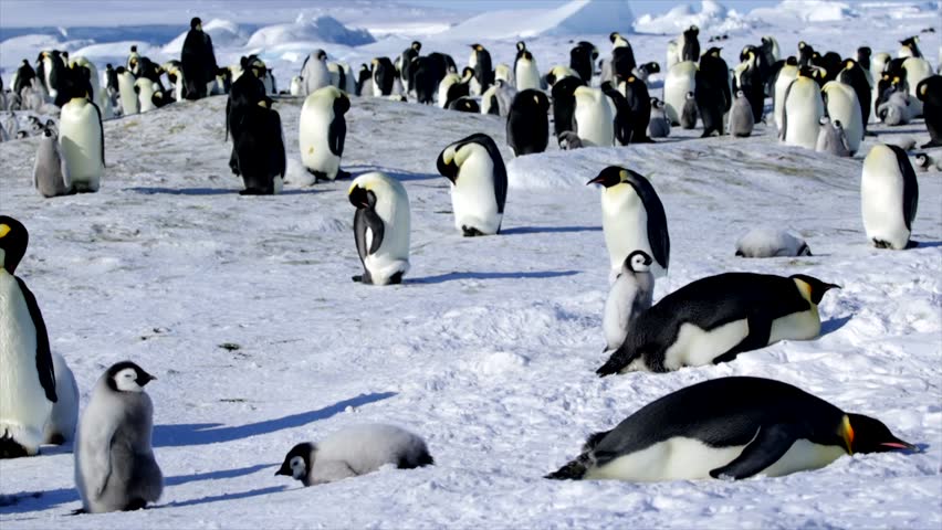 Emperor Penguin Wide Angle Walking, Carrying Tiny Chick on Feet