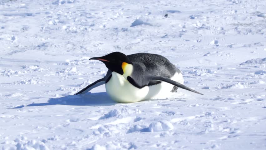 Emperor Penguin Tobogganing Close Up