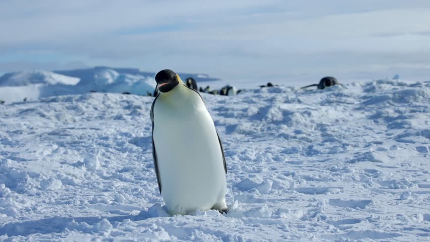 Emperor Penguin in Slo Mo Flopping Down and Tobogganing