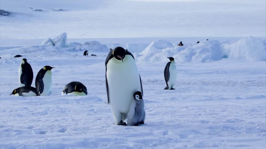Emperor Penguin Chick Walking with Parent then Cries for Food Second Parent Comes In