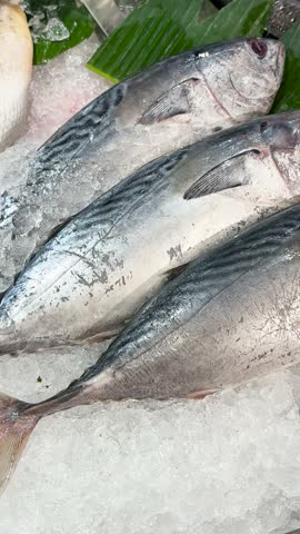 Fresh tuna fish with close-up shots. Vertical video