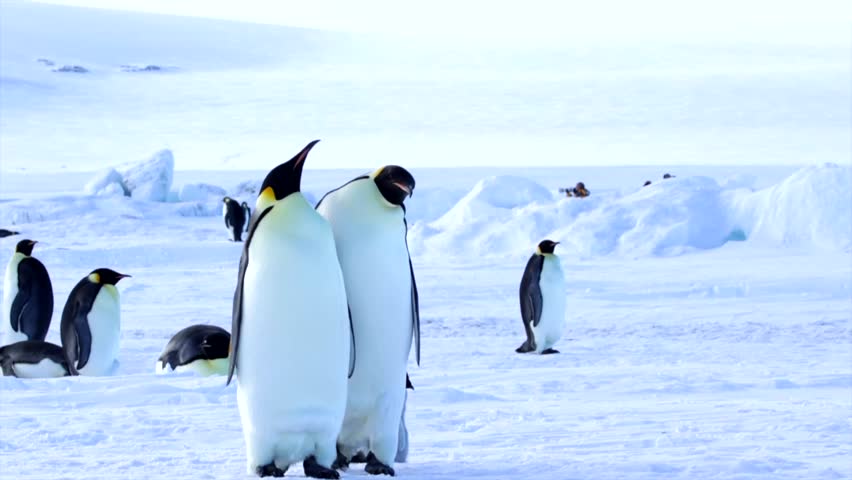 Emperor Penguin Chick Emerging from Behind Parents Waddling Round