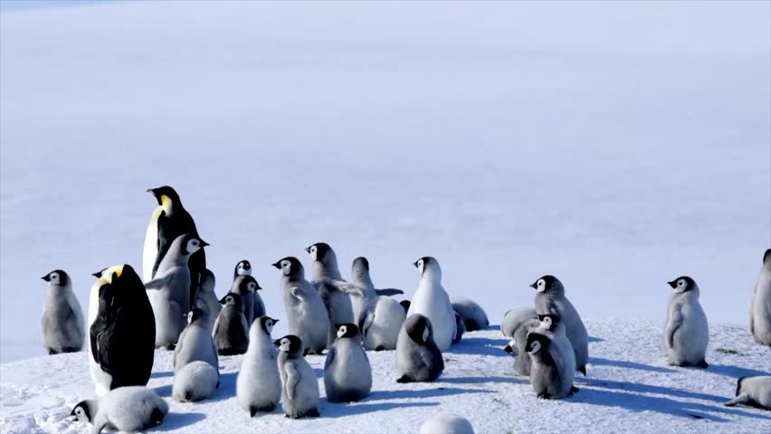 Emperor Penguin Chick Creche Playing and Bumping into Each Other Funny and Cute