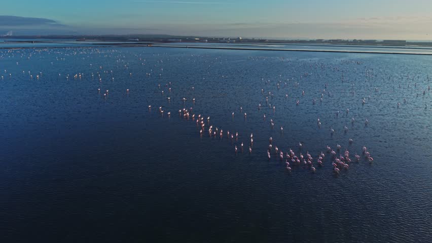Flamingos stand together in the water of a wetland. Some flamingos walk while others rest. Sunlight reflects on the calm water surface during the daytime.
