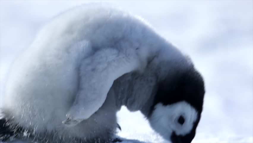Emperor Penguin Chick Very Close Face Plants into Snow