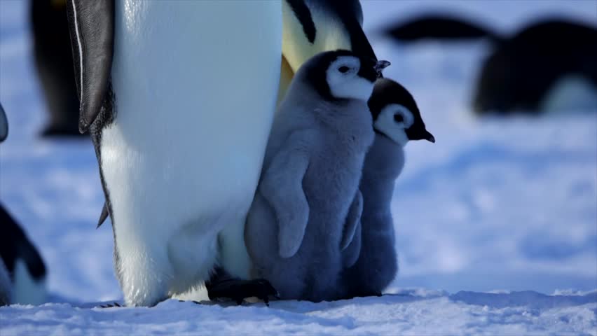 Emperor Penguin Chick Close Up Flopping Down into the Snow