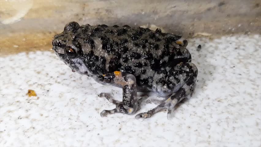 Painted Chorus Frog (Microhyla fissipes).