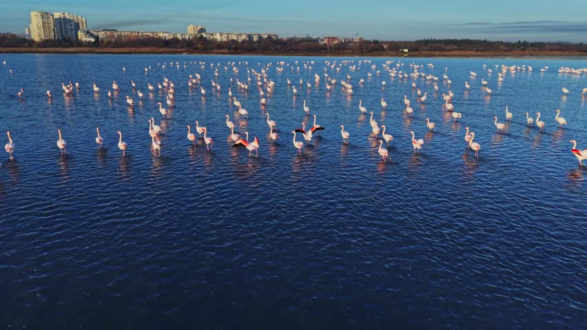 Flamingos are standing in calm water at a wetland location. They are in groups, some with their wings spread. The sky is clear and the surroundings appear natural.